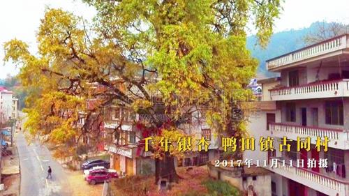 千年银杏树，栽种于明朝，隆回树龄最大！