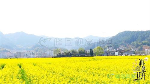 魏源故里，油菜花开，隆回司门前已是花的海洋！