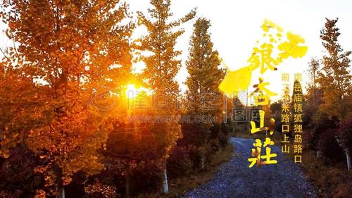 火红枫叶，问候那一片秋！