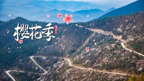 隆回大东山樱花开了，漫山遍野的！