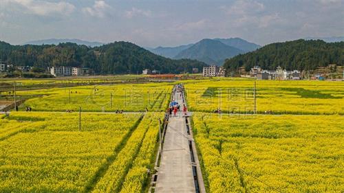 雷峰村油菜花开，扮靓乡村惹人爱！