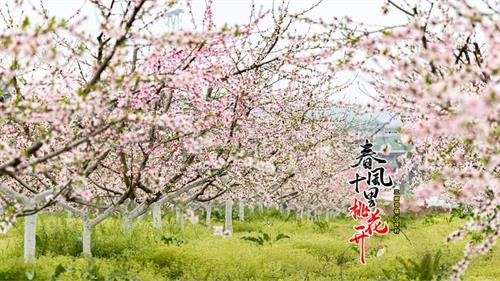 隆回这里桃花盛开，姹紫嫣红春满园