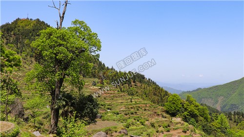 村落古树