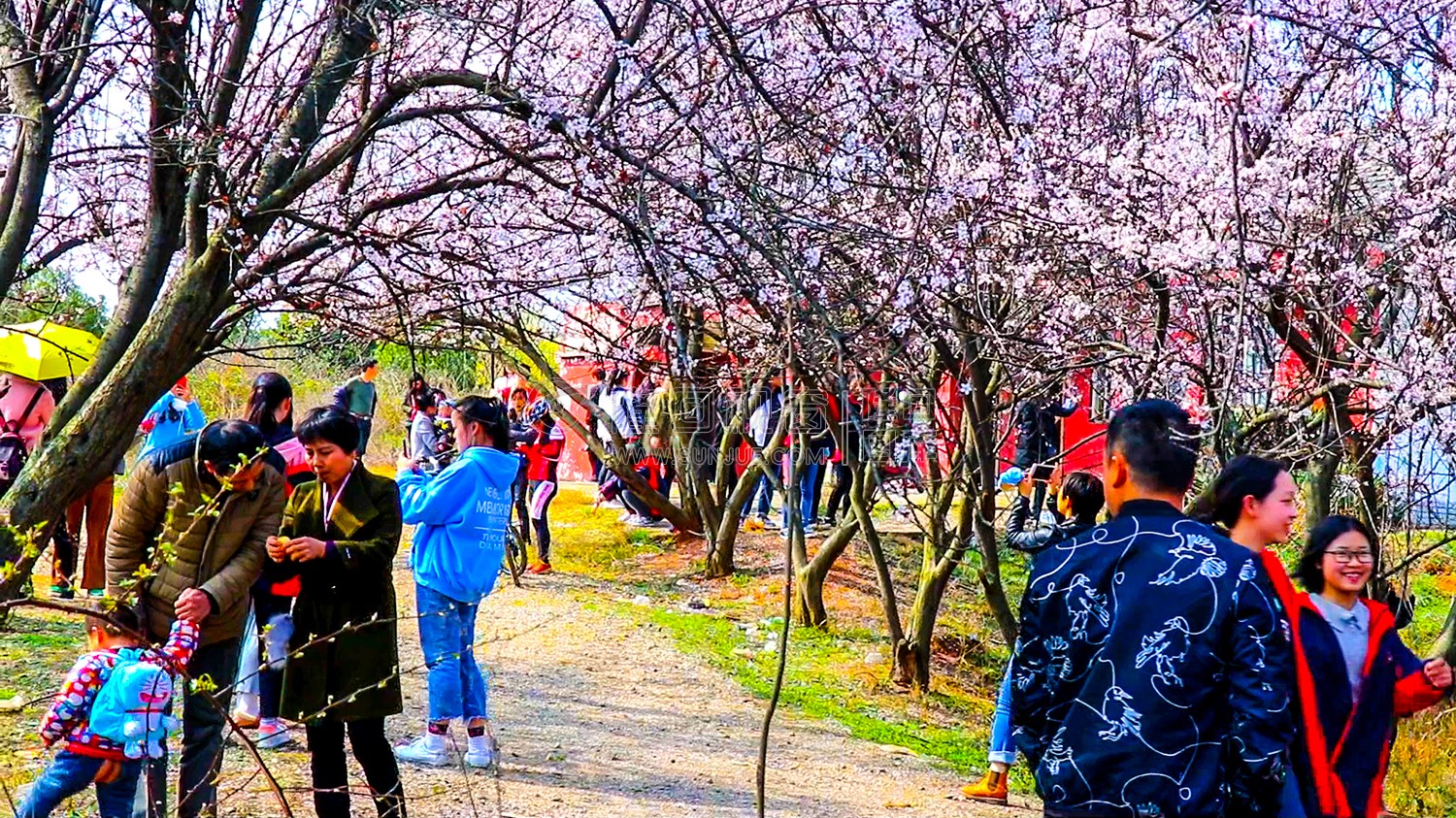 桃花树下赏花