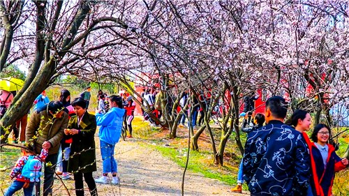 桃花树下赏花