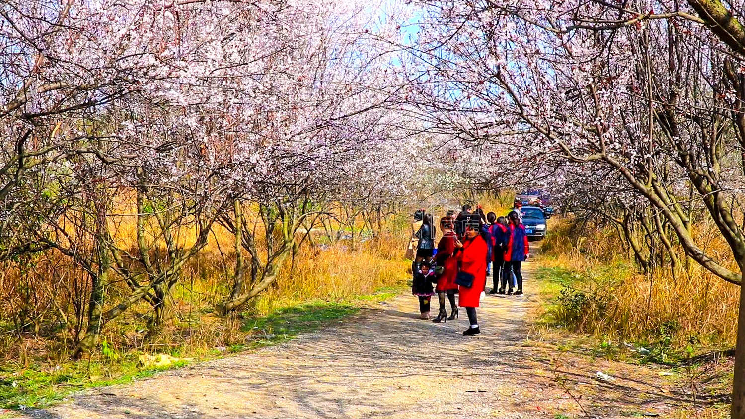 赏花的游客