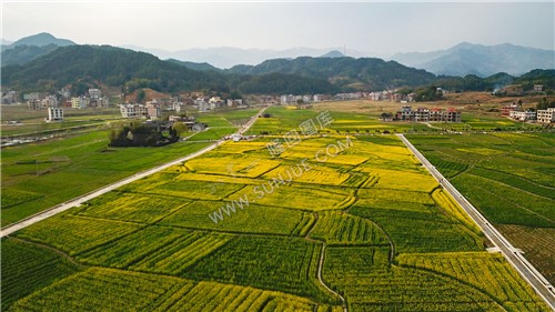 魏源故居的油菜花开了