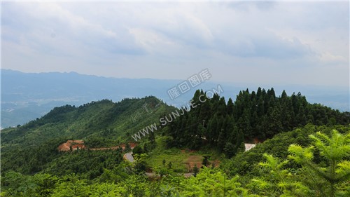 紫映山