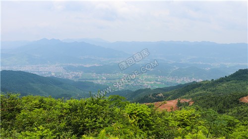 紫映山