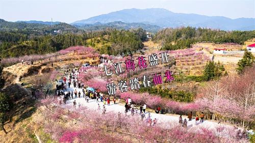 隆回七江梅花盛开，成了网红打卡地，感受春天的味道