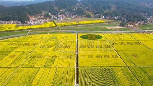 不负春天！隆回石山湾油菜花怒放，一片金黄
