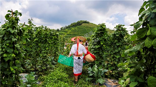 蔬菜基地里