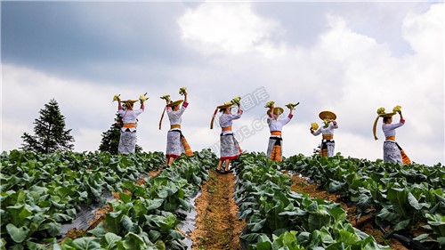 菜地里的舞蹈