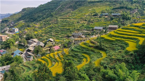 山林见的梯田