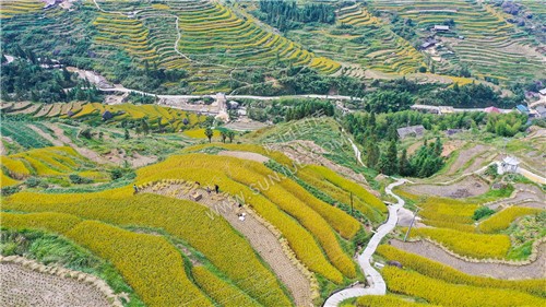 金黄梯田