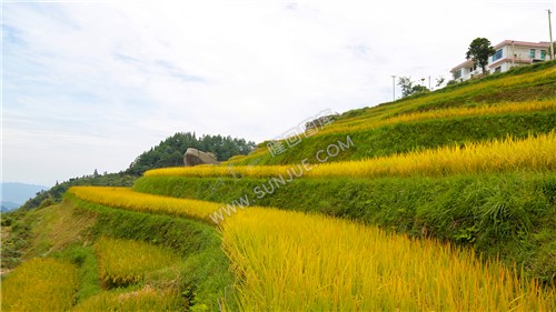 梯田