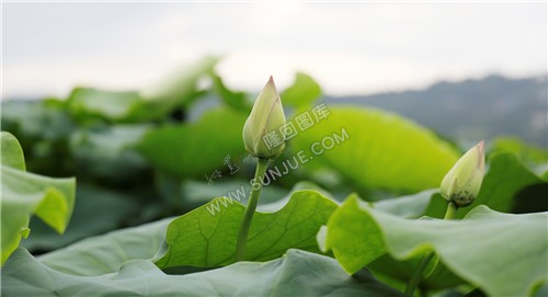 荷花含苞待放
