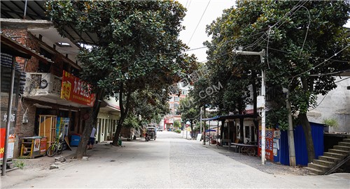校门林荫小道