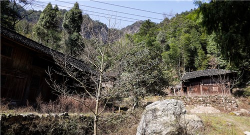 村落集中处