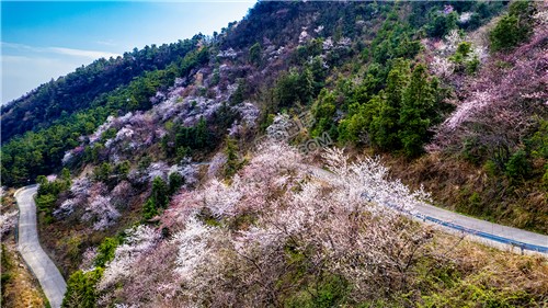 赏花的好地方