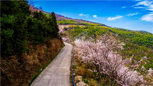 路旁的樱花