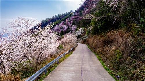 路旁的樱花