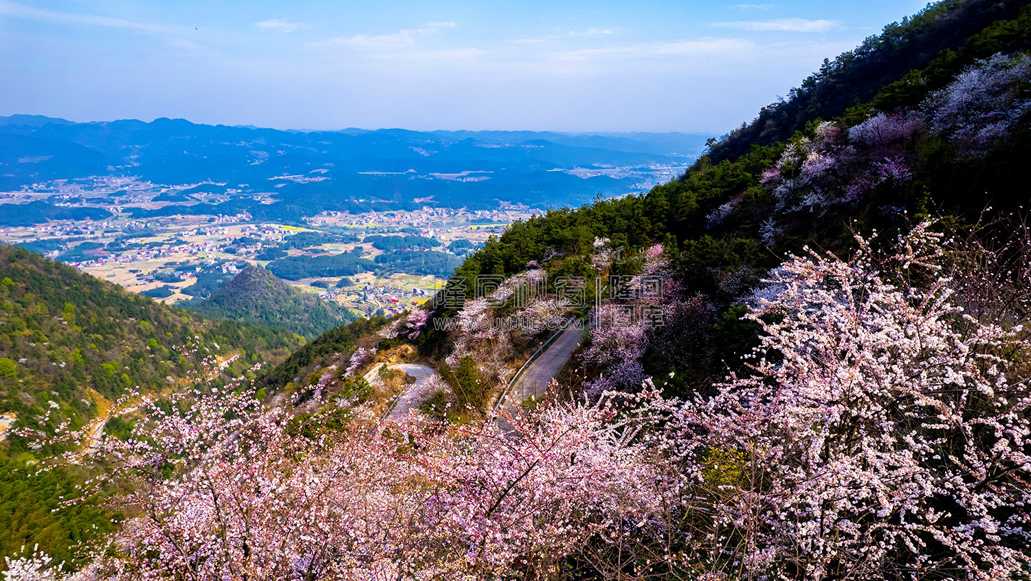 山坡上的樱花