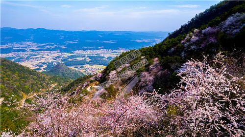 山坡上的樱花
