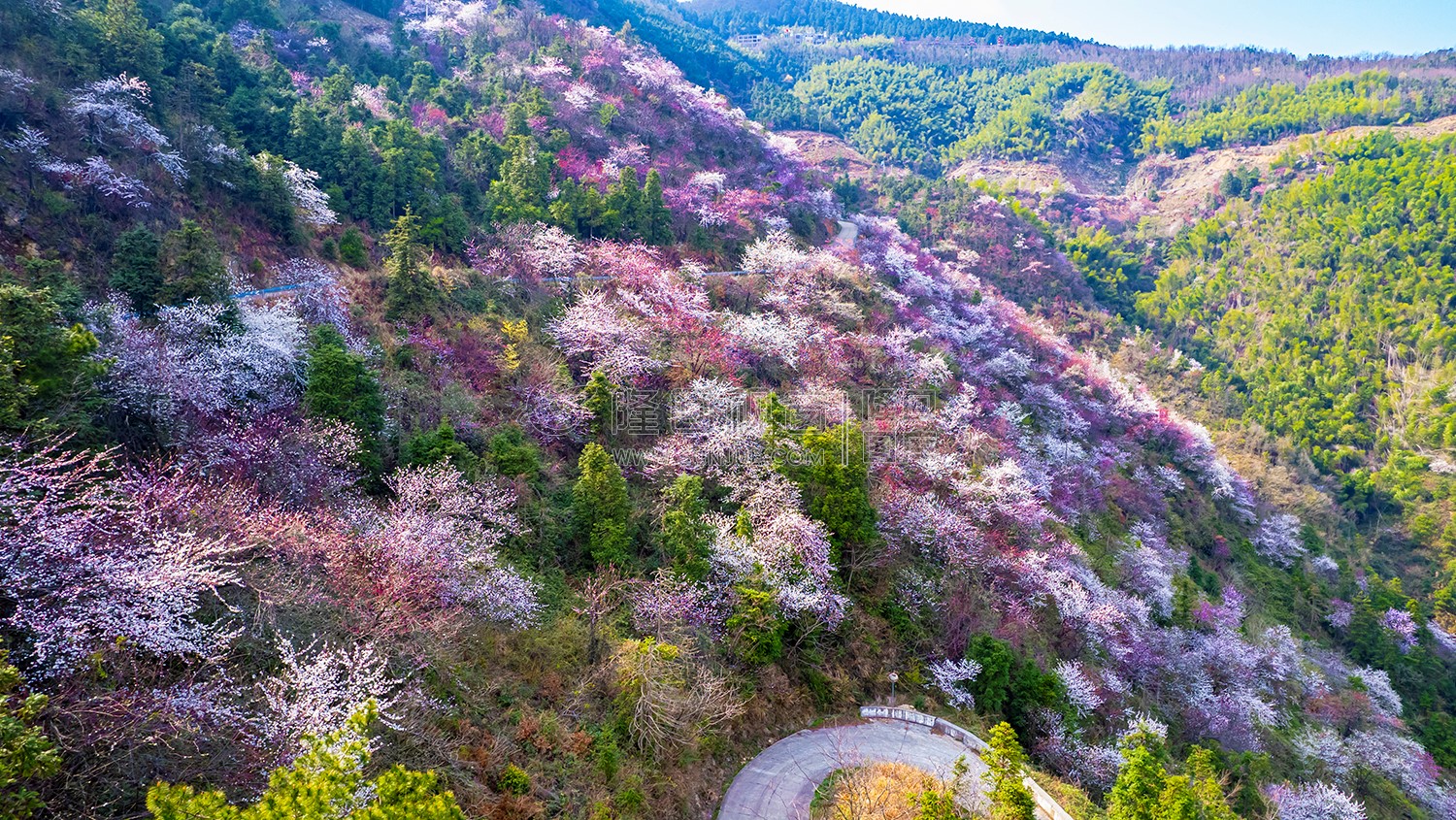 山坡上的樱花