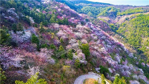 山坡上的樱花