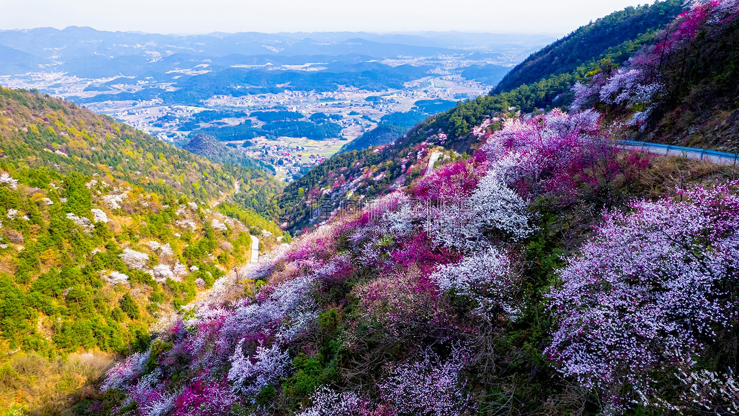 山坡上的樱花