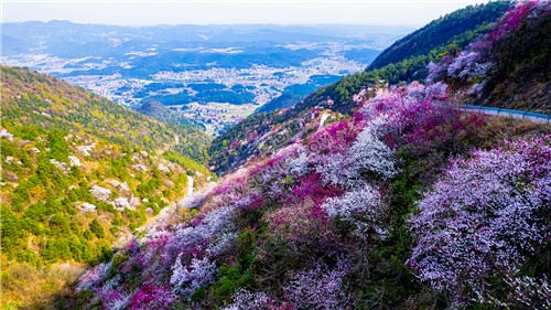 山坡上的樱花