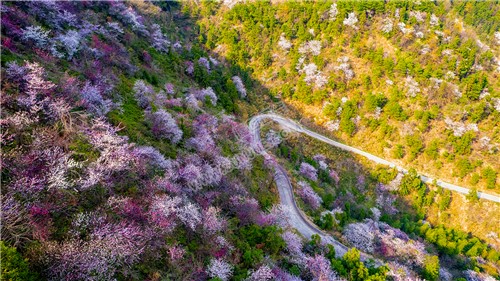 山坡上的樱花