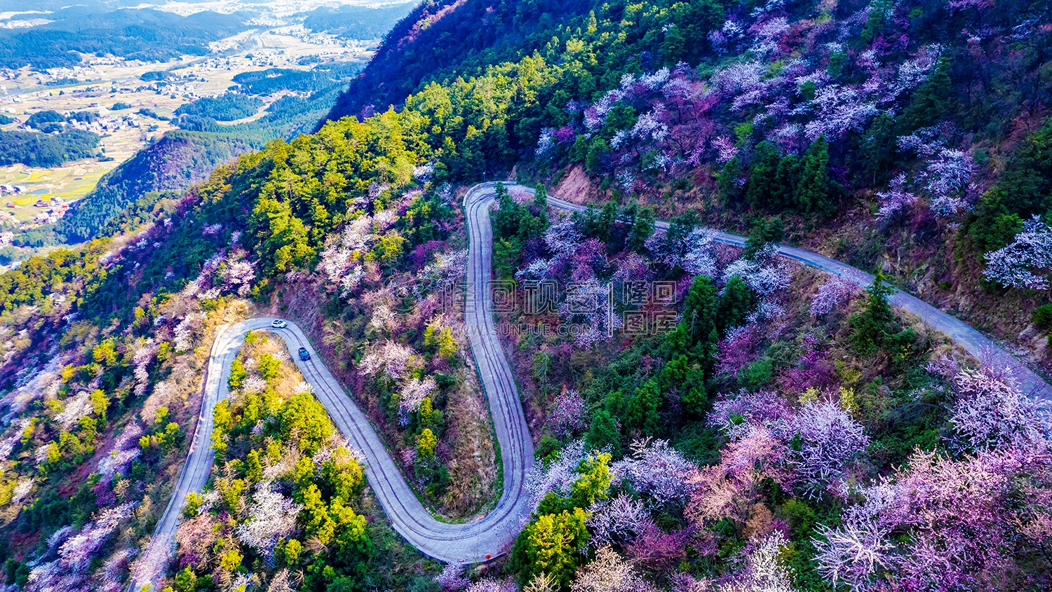 樱花浪漫