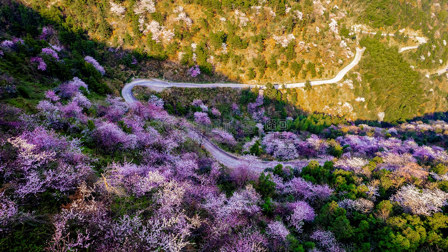 山路两旁的樱花