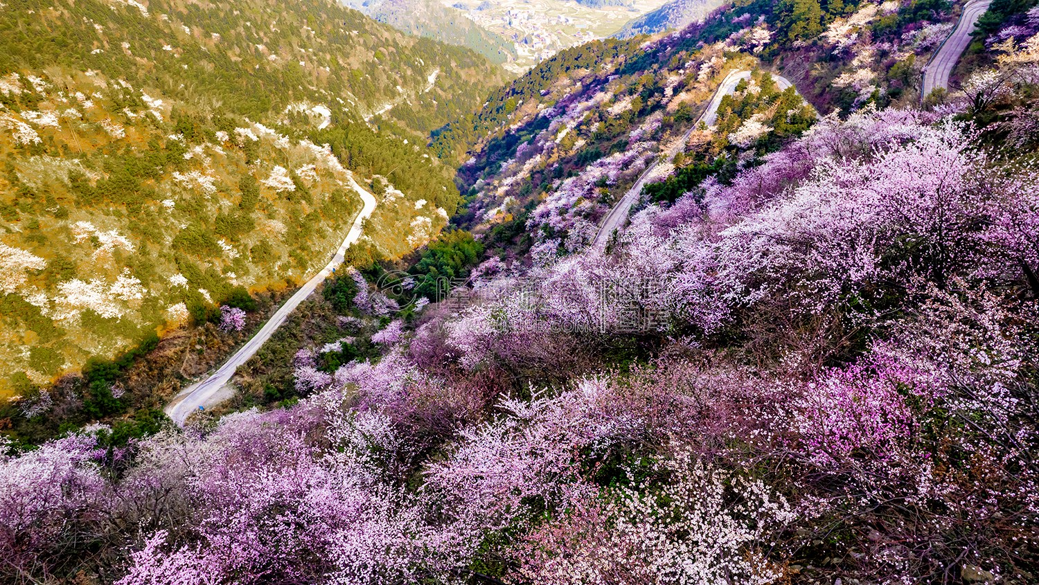 樱花满山坡