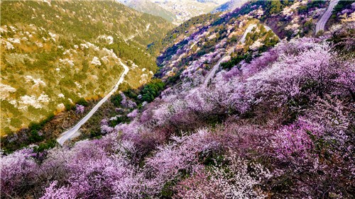 樱花满山坡