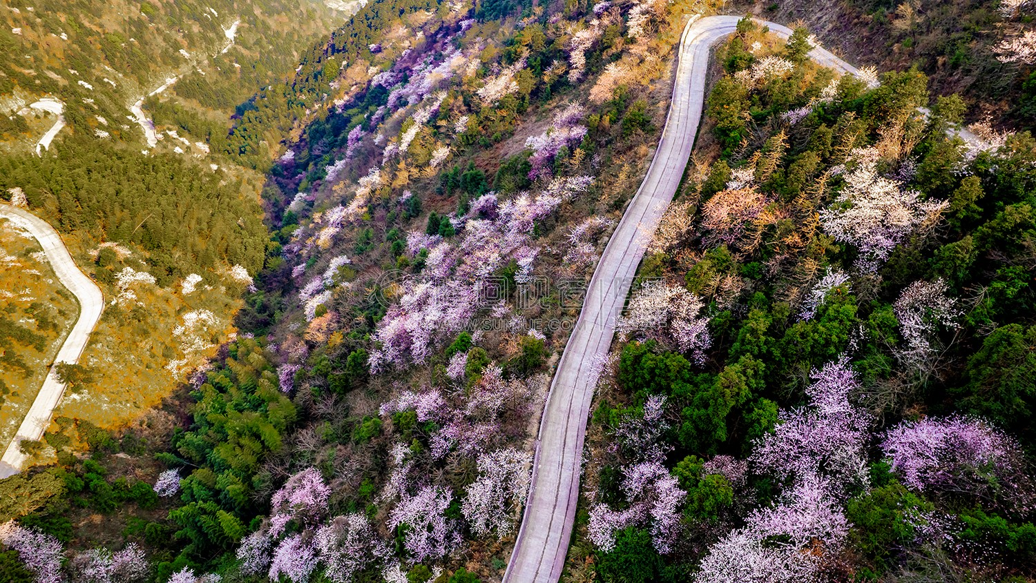 山路两旁的樱花