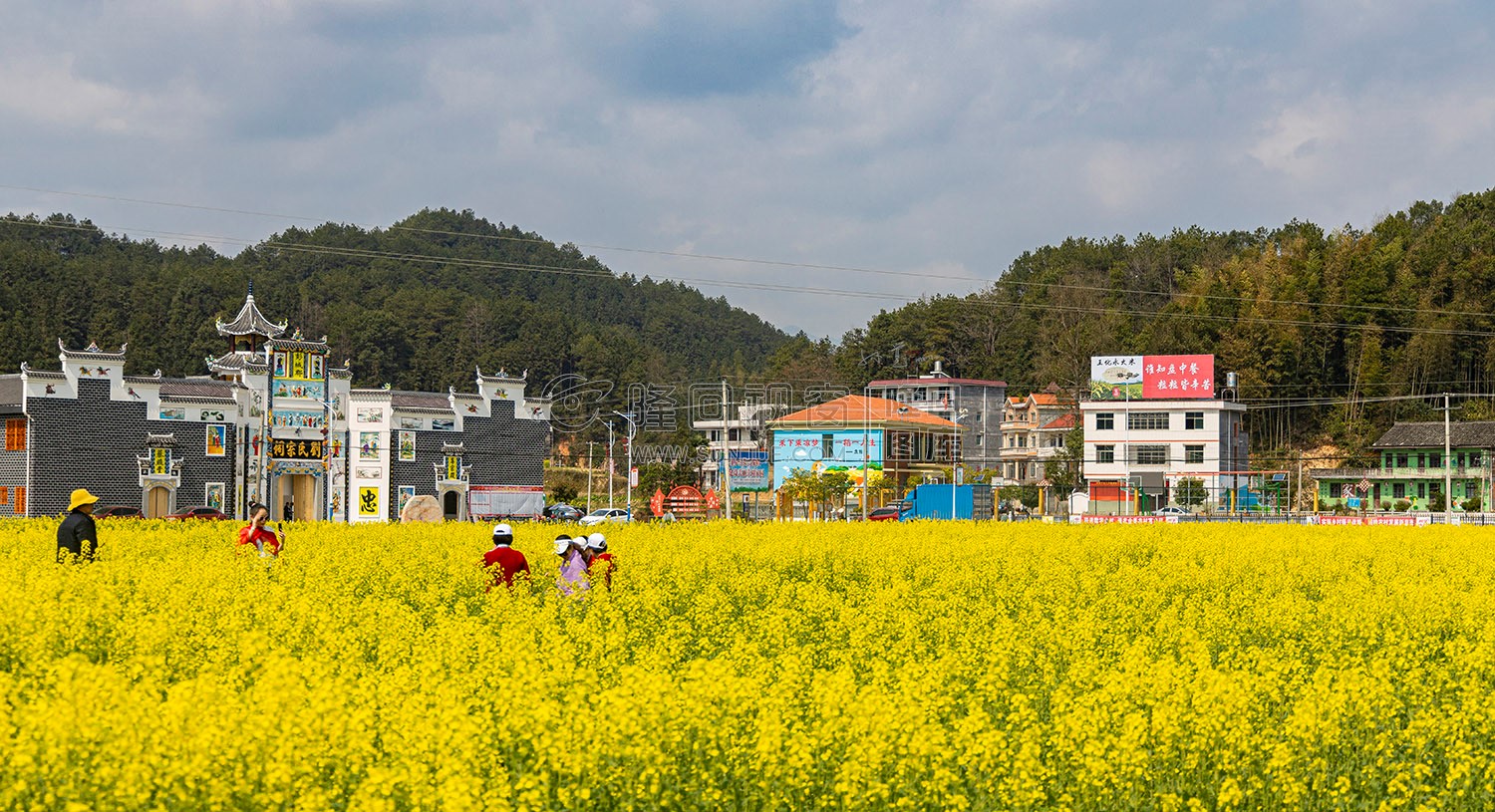 雷峰村的油菜花开了