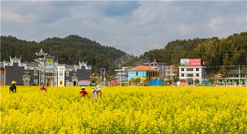 雷峰村的油菜花开了