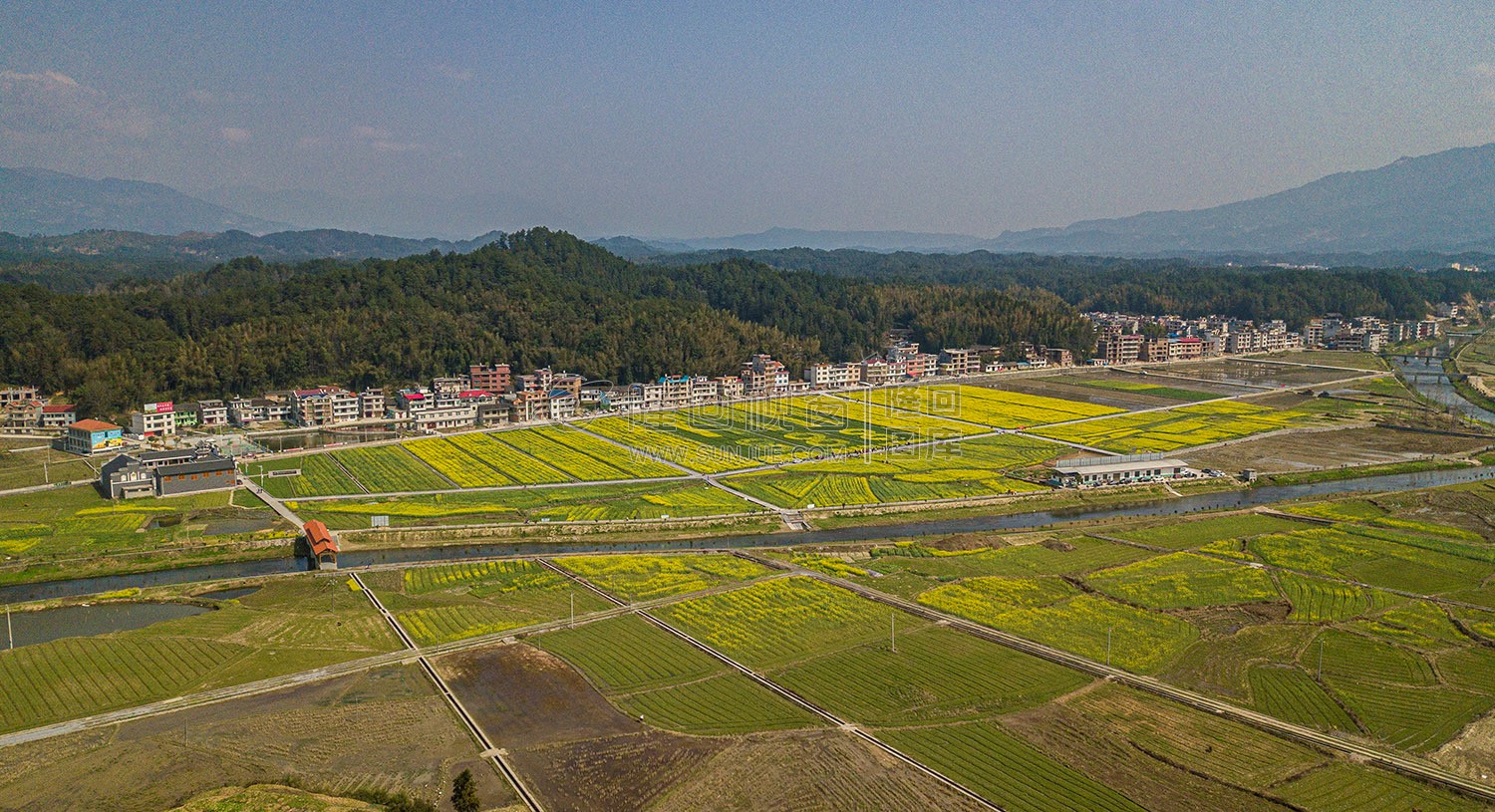 雷峰村的油菜花开了
