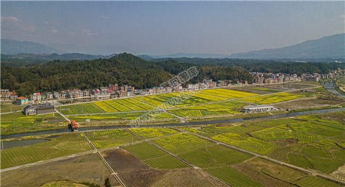雷峰村的油菜花开了