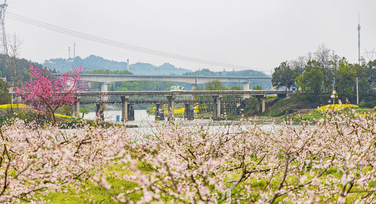 沙坪桃花开了