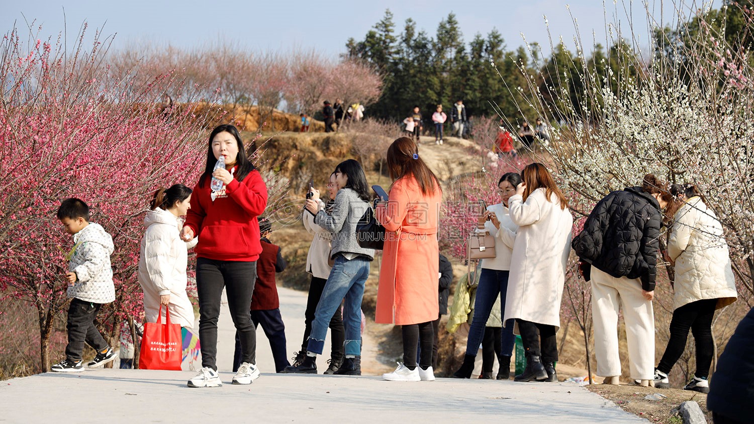 七江守拙园的梅花开了