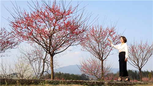 七江守拙园的梅花开了