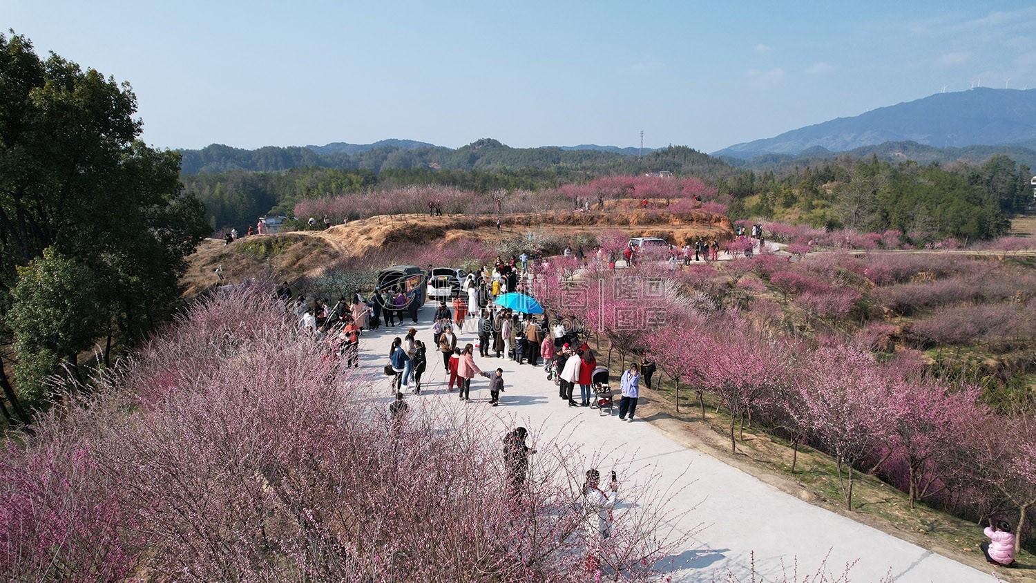 七江守拙园的梅花开了