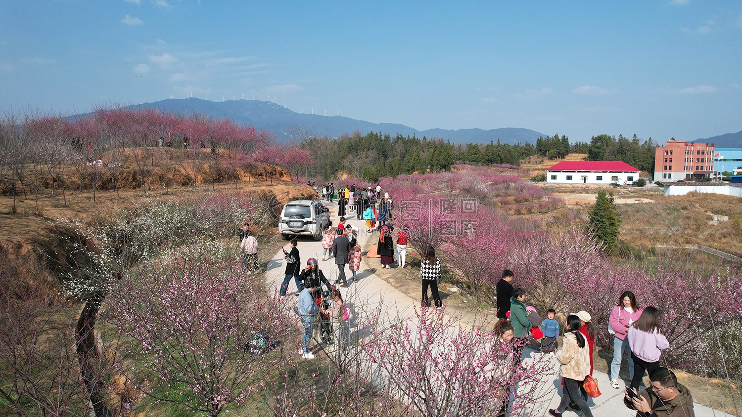 七江守拙园的梅花开了