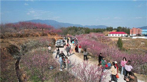 七江守拙园的梅花开了