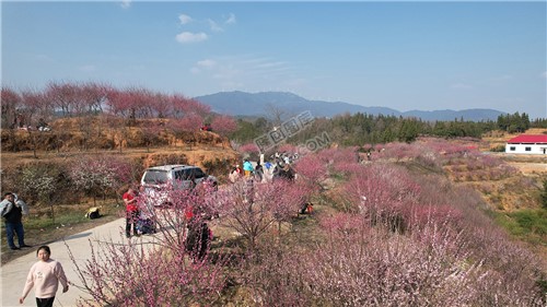 七江守拙园的梅花开了