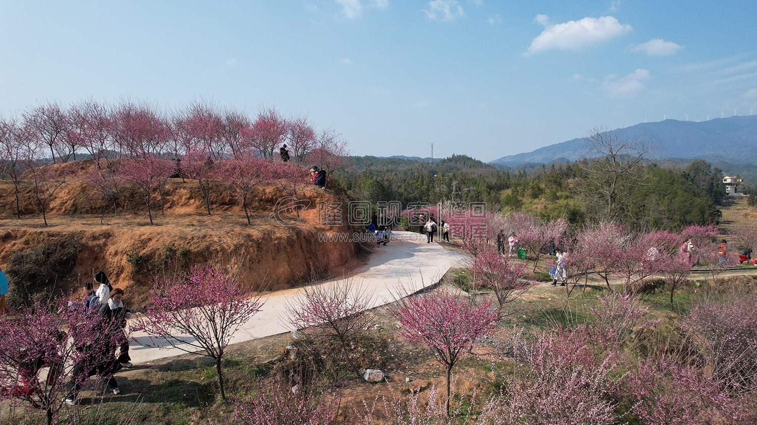 七江守拙园的梅花开了
